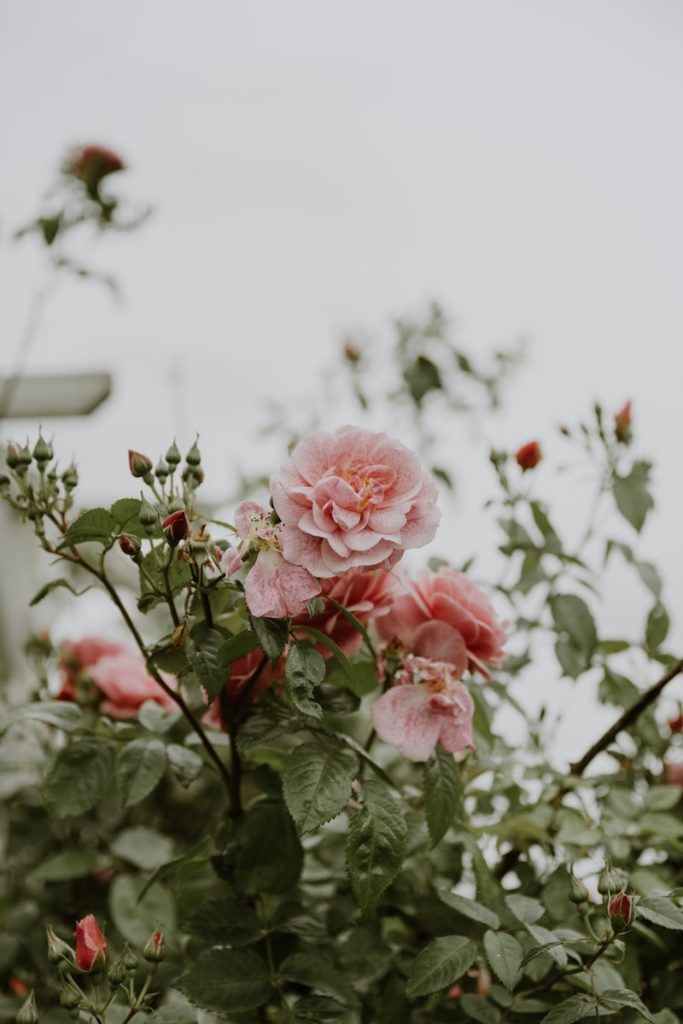 Pink roses blooming on a bush with green leaves.